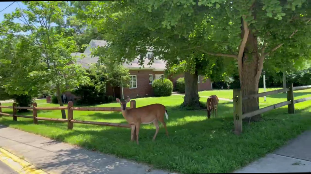 deer in the yard