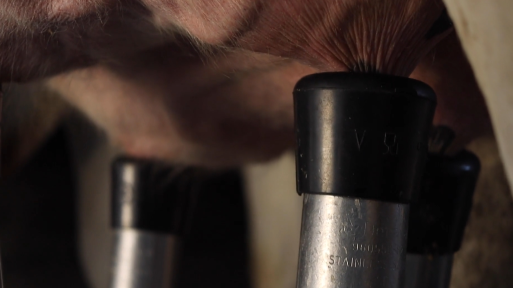putting on the milking cups