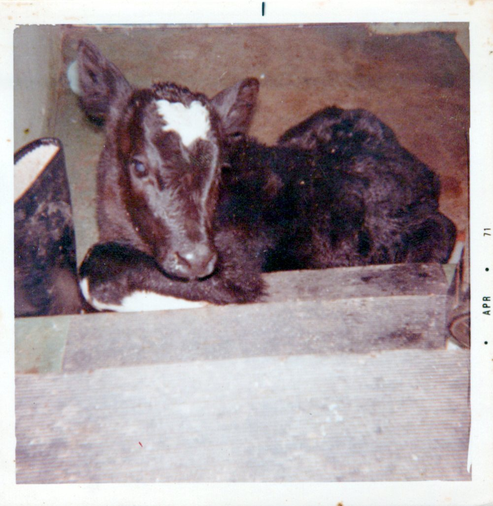 baby calf on our house steps
