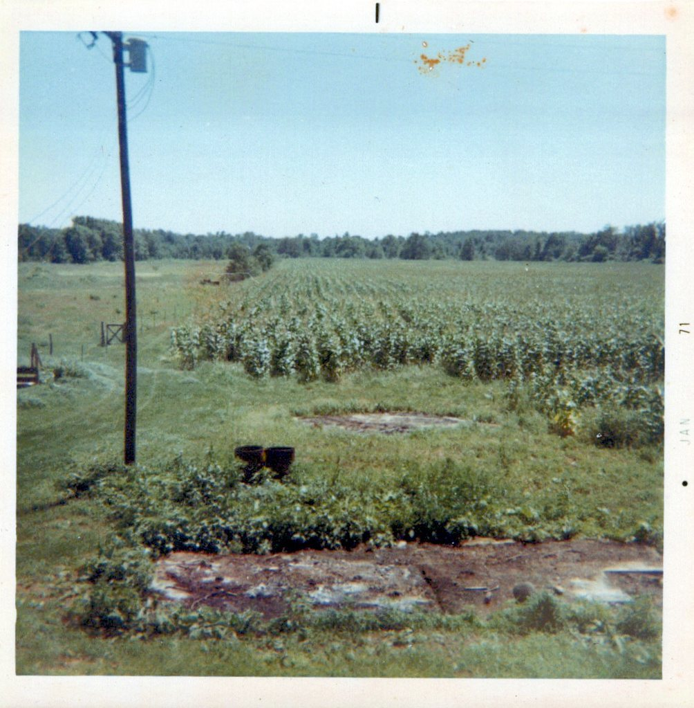 corn field in back of house. Cows were out!