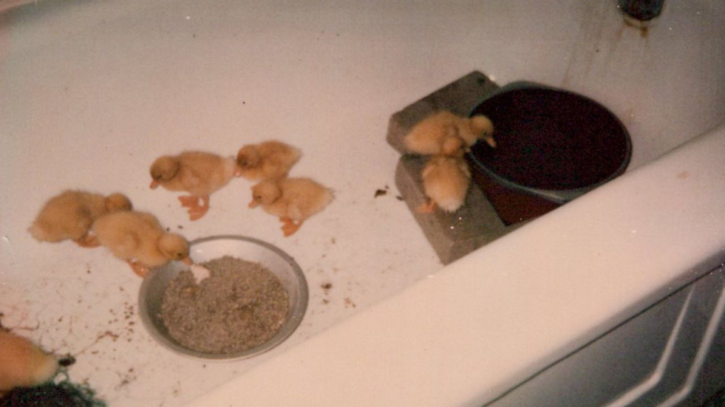 baby ducks in the bath tub